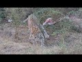 Leopard killing a Blue Bull Sub Adult Male....a Rare footage. More details in Description #youtube