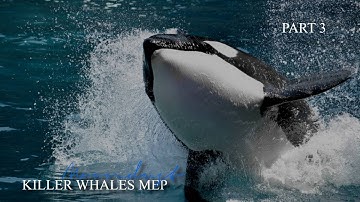 m o o n d u s t - Killer Whales MEP
