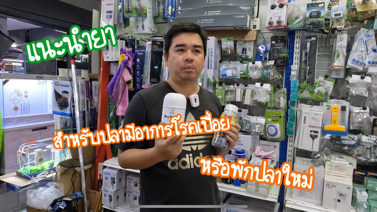 แนะนำยาเหลือง สำหรับปลามีอาการโรคปลาเปื่อย หรือพักปลาใหม่