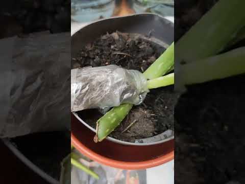Видео: Үрээр ургуулсан Hydrangea: Үрнээс Hydrangea хэрхэн ургуулах талаар суралц