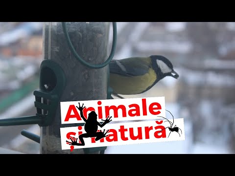 Video: Cum și cum să ajutați păsările iarna