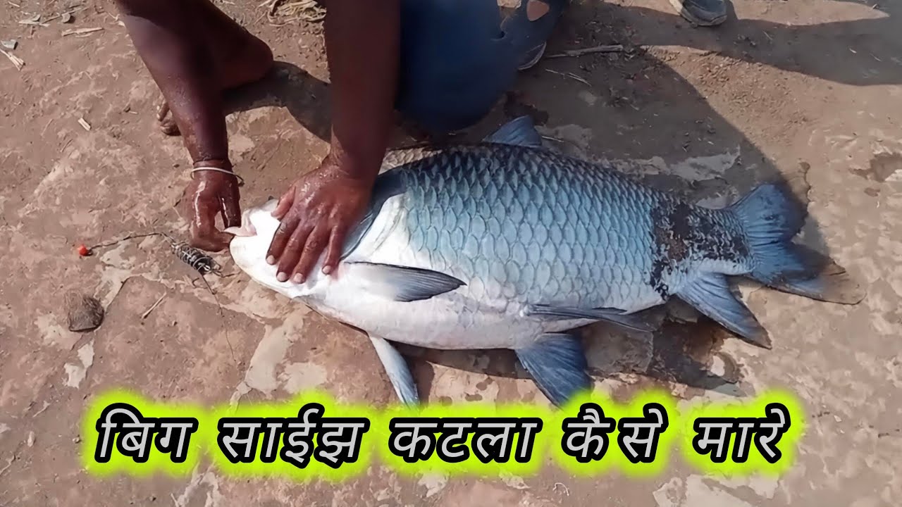 बिग साईझ कटला कैसे मारे | How To Hunt Big Size Katla |