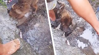 メス犬が穴を掘り出すと飼い主の心臓が止まりそうになる。その後、安堵の表情を浮かべる。