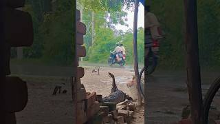 #barish #trending #viralvideo #shorts