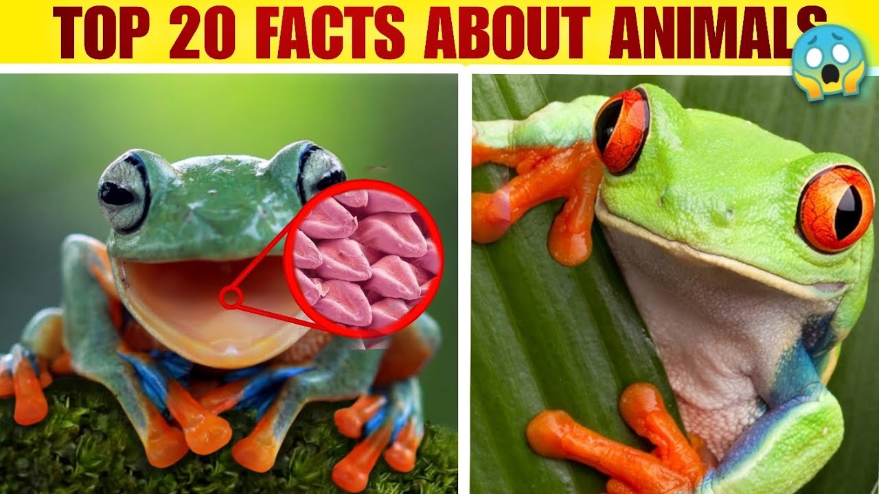 "Discover the Most Fascinating Top Animal Facts: Untold Wonders of the Animal Kingdom"