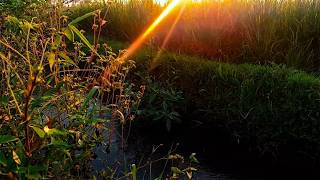 Tranquil Rice Fields with Cozy Jazz and Relaxing Countryside Vibes