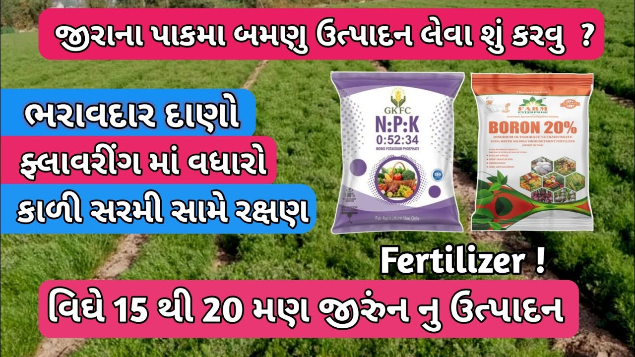 જીરામા બમણુ ઉત્પાદન લેવા શુ માવજત કરવી | જીરુ મા ફ્લાવરીંગ કેમ વધારવુ