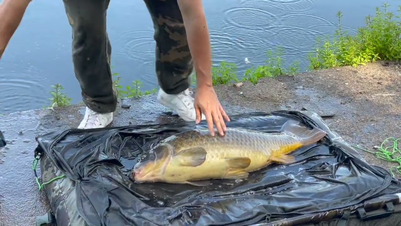 BIG CARP CAUGHT AT ROATH PARK LAKE WEIGHT 31.5 SPORT ONLY BACK IN THE LAKE