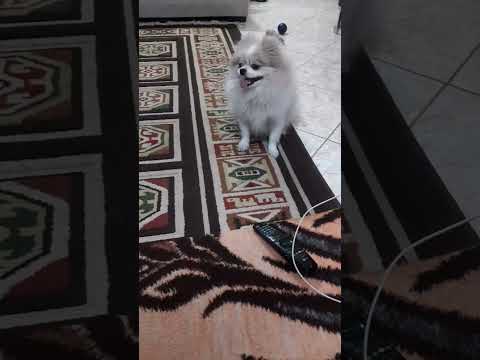 تپلی لجباز بالا پایین میپره      