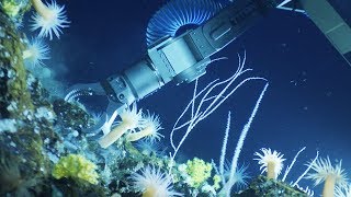 Secrets of the Rocks | bioGraphic