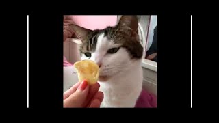 Кошка понюхала чипс и сильно пожалела | TVRu Кошка понюхала чипс и сильно пожалела | TVRu