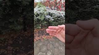 Обзор живой изгороди из ели на площади Победы в Барнауле
