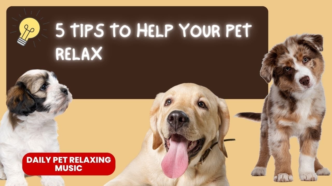 How To Calm Your Pet 5 Tips To Help Your Dogs Relax YouTube