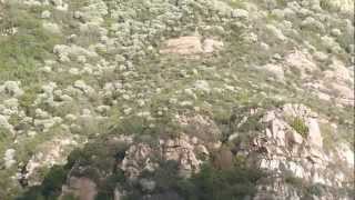 Las Flores Canyon in Winter Bloom & Veganic Arugula Flowers