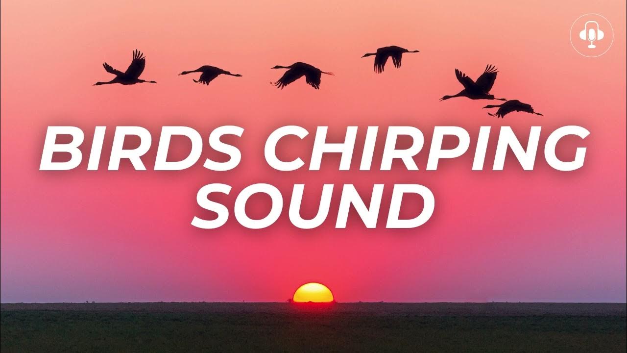 BIRDS CHIRPING Sound Effect Copyright Free Soundsify Collection birds-chirping-sound-effect-copyright-free-soundsify-collection