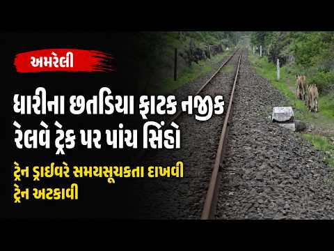 #amreli | ધારીના છતડિયા ફાટક નજીક રેલવે ટ્રેક પર પાંચ સિંહો | #drashtikonnews