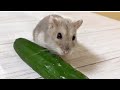 猫とハムスター🐾❤️🐹【48】お散歩ついでに🐭ハムスターの後ろにも🥒きゅうり置いてみた🐾✨
