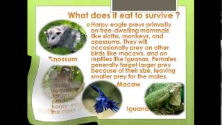 Endangered Harpy Eagle