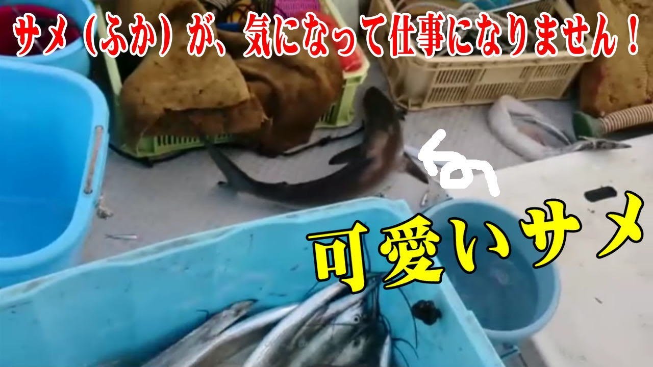可愛いサメが気になって 仕事になりません 大漁 Youtube