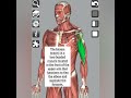 #muscle #anatomy #trend #anatomy #nurse #muscle #trend #trending #art