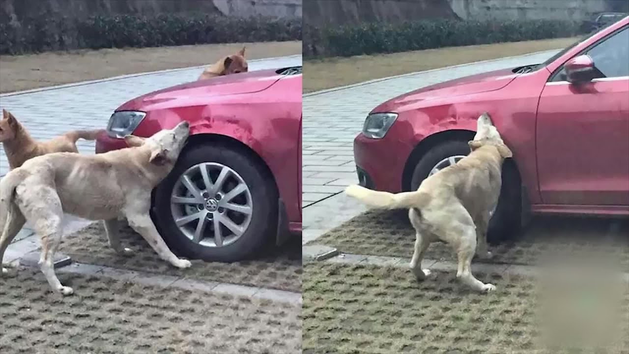 Can Stray Dogs Bite You