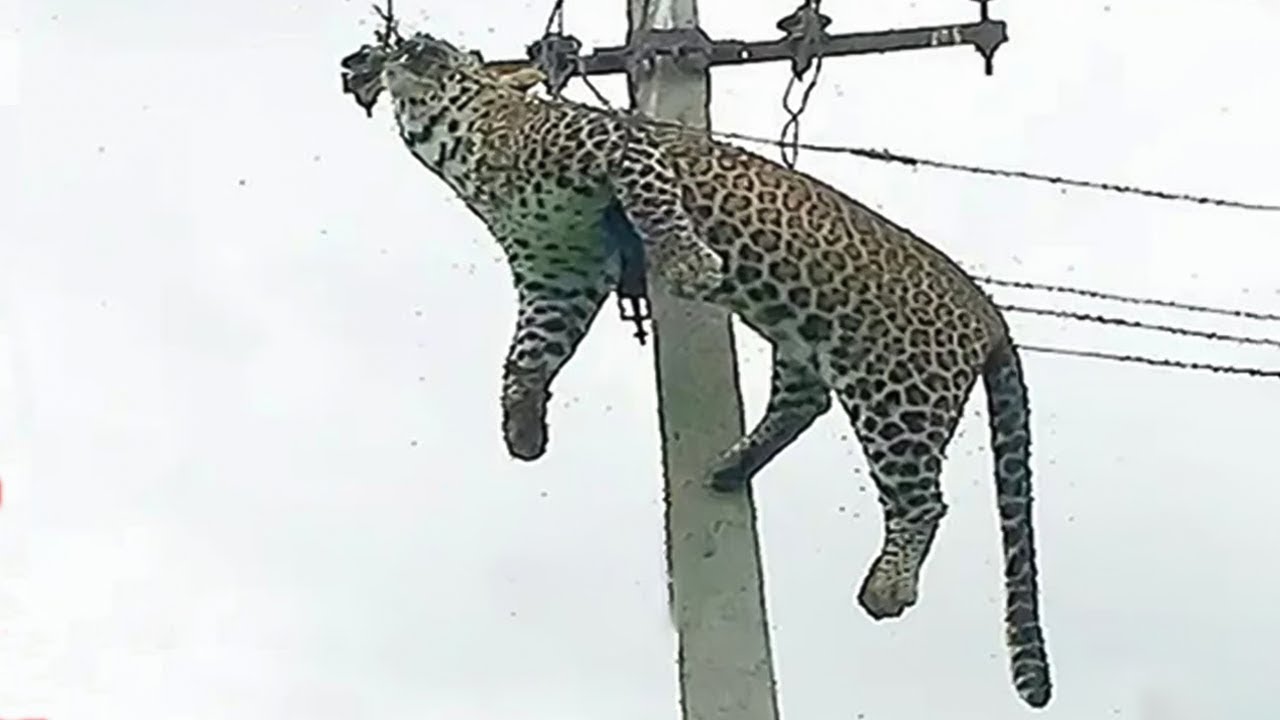 10 Animales Que Recibieron Una Descarga Eléctrica