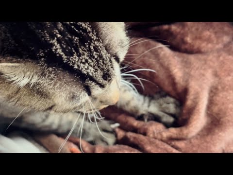 ママのお膝で甘えんぼさんになる空　Cute Cat Purring and Kneading