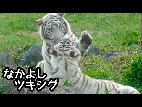 ホワイトタイガー ツキとシグレは今でもなかよし【伊豆アニマル