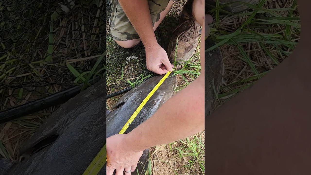 Official measurement of the first keeper Lake Sturgeon. HUGE FISH.