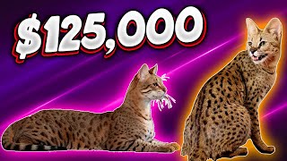 Most Expensive Cat Breads in the World