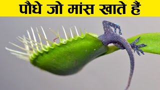 10 मांस खाने वाले पौधे | Plants the eat Animals | Carnivorous Plants in Hindi