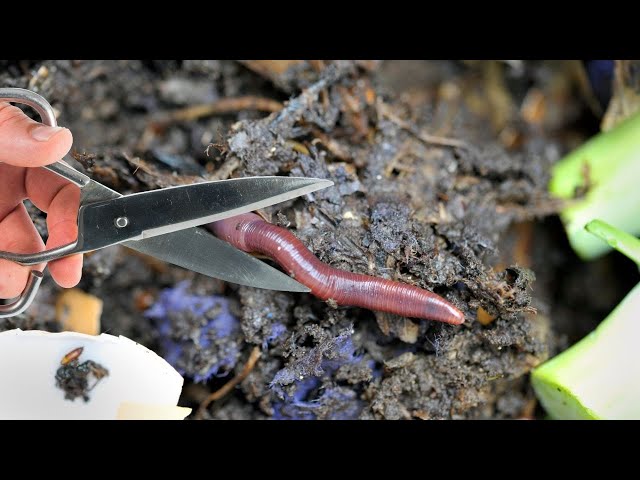 Do Worms DIE If You CUT Them In HALF? 