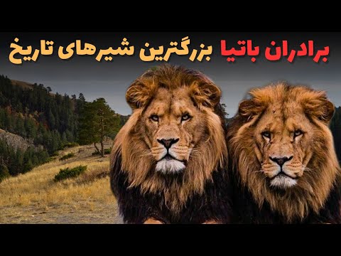 سرنوشت مقتدرترین و بزرگترین شیرهای تاریخ داستان کامل شیرهای افسانه ای برادران باتیا