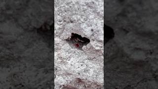 60+ Red Beryl Crystals Found at Topaz Mountain, Utah in one trip!