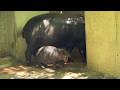 何か訴えるコブシくん【未公開編】【上野動物園】コビトカバ
