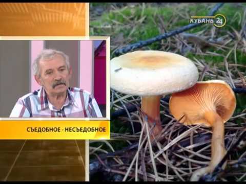 Преподаватель биологического факультета КубГУ Даменик Кассанелли: нельзя собирать незнакомые грибы