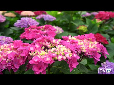Video: Mes įrengiame Gėlių Sodą Kaimiško Stiliaus