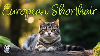 European Shorthair: The Muscular Beauty of Europe by Kitty Cat Magic 23 views 6 months ago 49 seconds