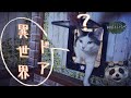 マグネット式キャットドアAmazonで見つけた猫用ドアを付けててみた