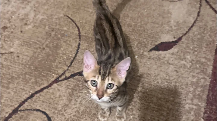 Video 11587081: lynx bengal cat, wonderful kitten, kitten playing exploring, kitten playing adorable, kitten meets