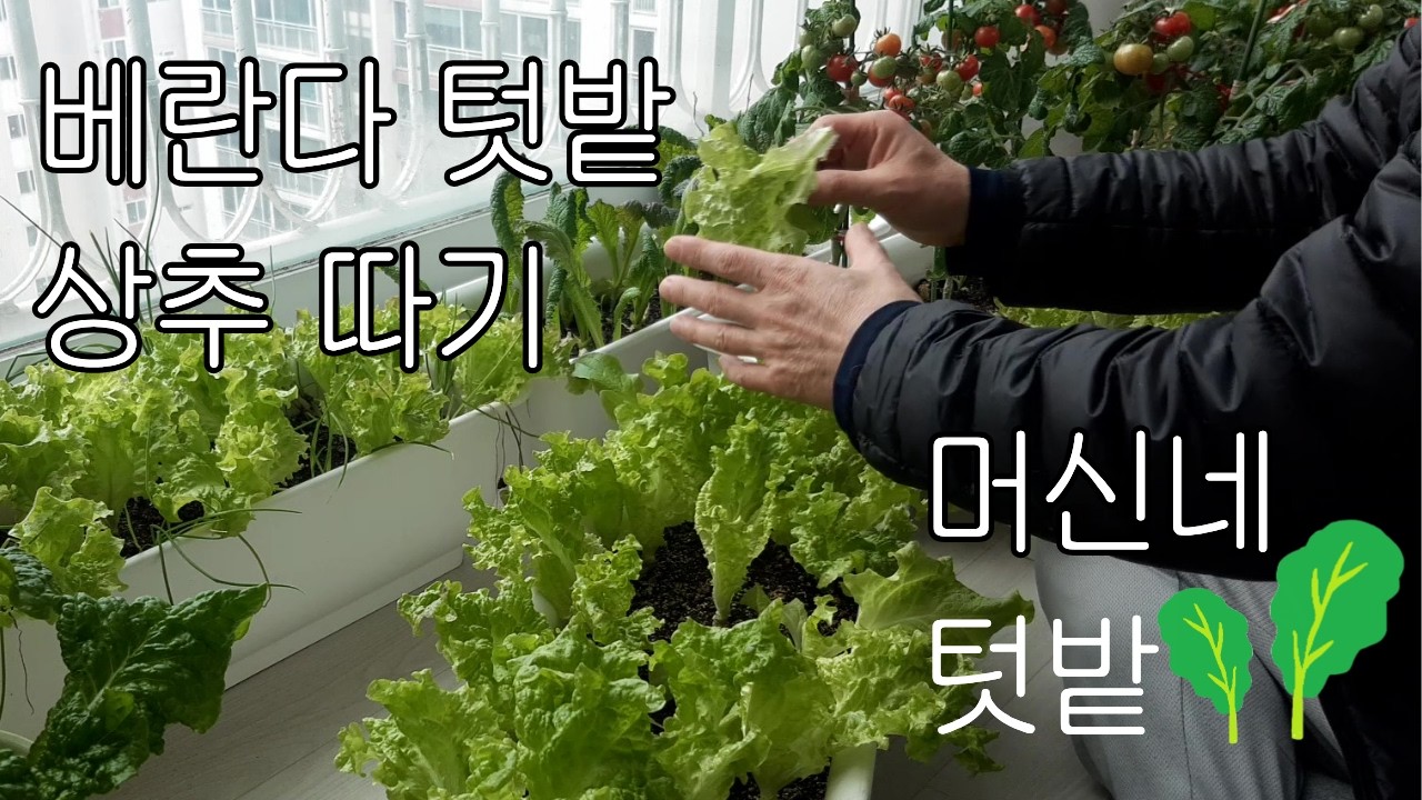 아파트 텃밭에서 상추 따기