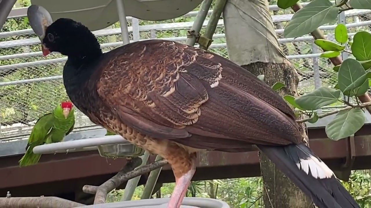 📍BIRD PARADISE of Singapore, largest bird park in Asia