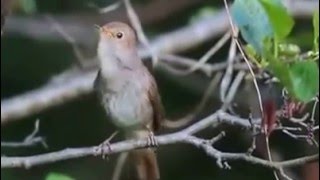 هل سمعت صوت العندليب من اجمل الطيور المغردة على وجه الاض / Common Nightingale Singing