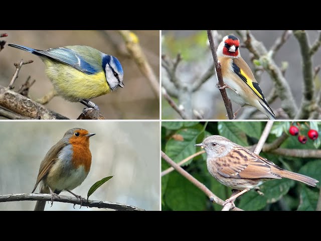 UK Garden Bird Identification Guide - Bird Names and Songs class=