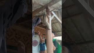 datang kembali Kukang yang sudah dikembalikan kehabitat nya#pets #viral #viralshorts #viralvideo