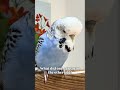 Bird joke #budgie #parakeet #wellensittich #muhabbetkusu #parrot #jokes