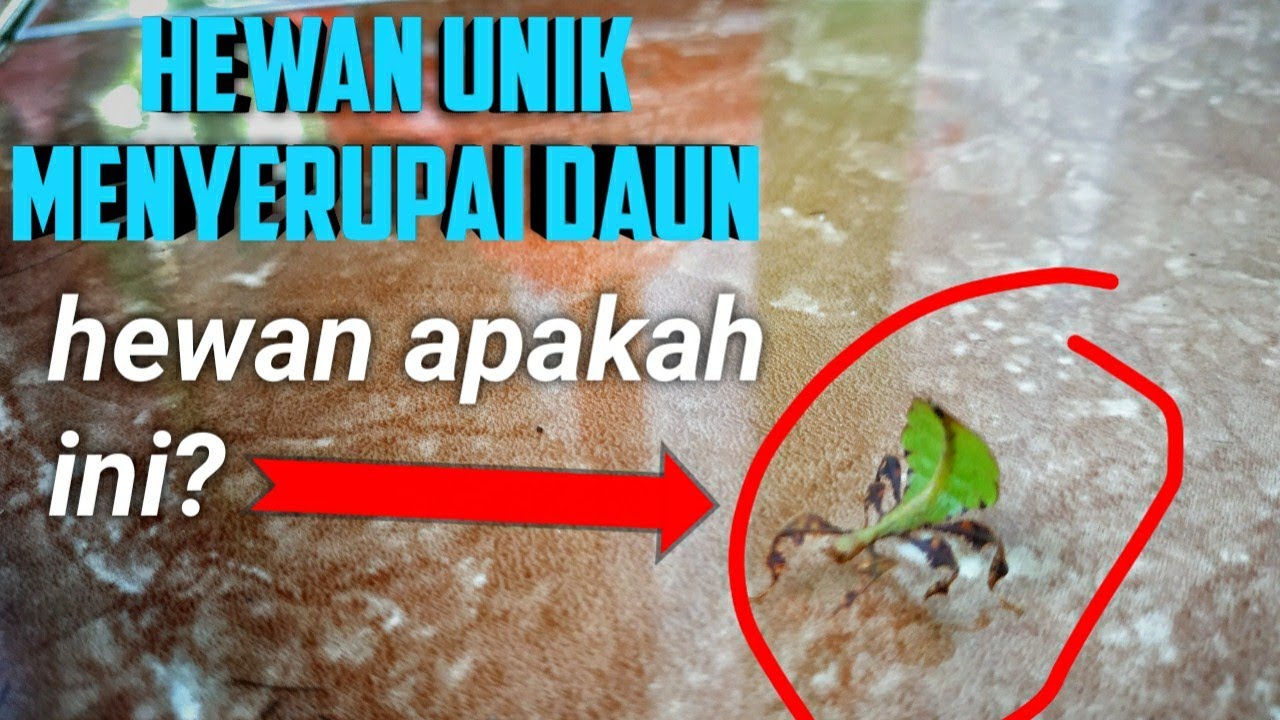 VIRAL HEWAN ANEH MENYERUPAI DAUN YouTube VIRAL HEWAN ANEH MENYERUPAI DAUN YouTube