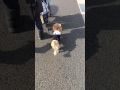 ミニチュアダックスフンド しょこたん かわいい犬の動画 コスプレ ライオンの被り物