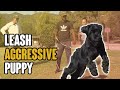 Leash Aggressive Puppy - How to Introduce Dogs