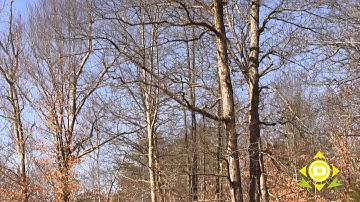 Natural Navigation Part 1 - Determining Direction Using Trees